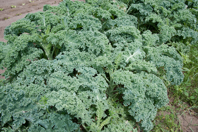 kale