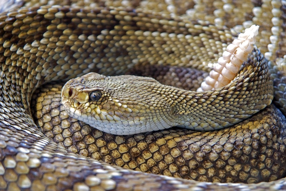 northern-pacific-rattlesnake