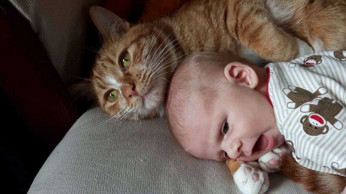 cat cuddling baby