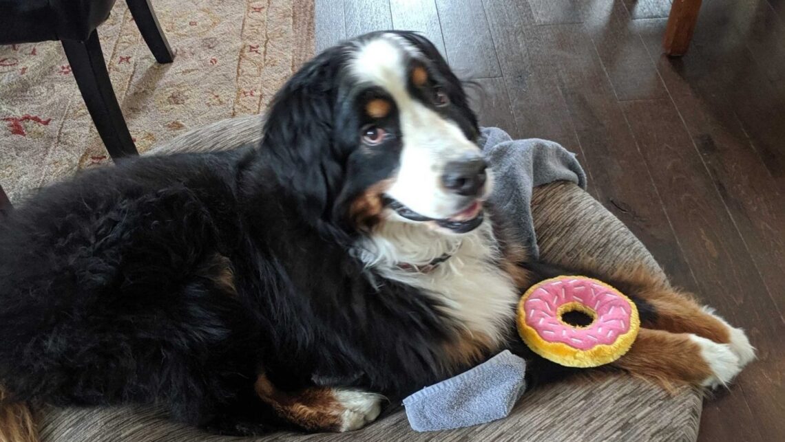 dog with donut toy