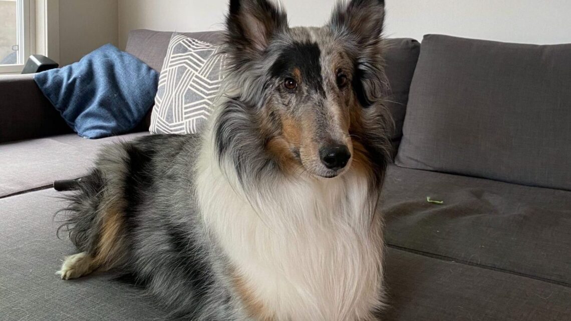 Sheltie dog on couch