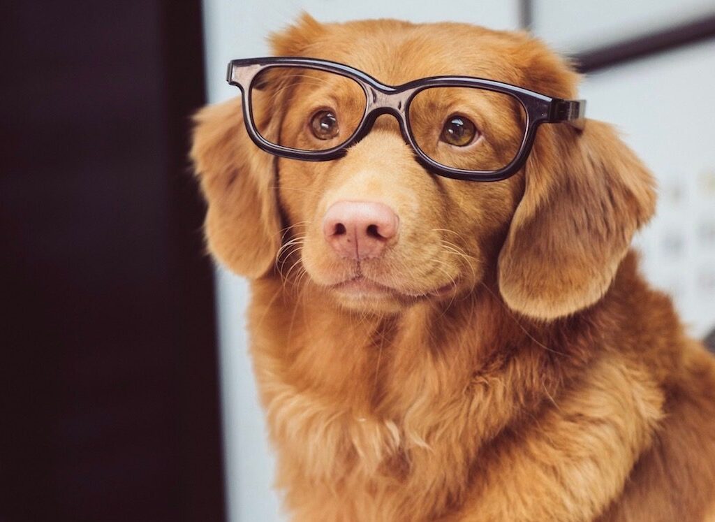 dog wearing glasses