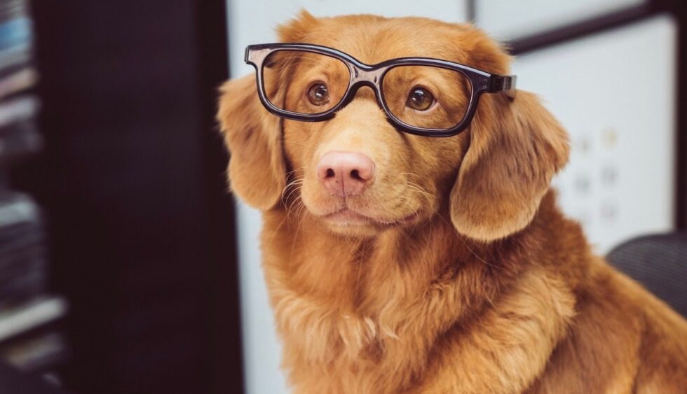dog wearing glasses